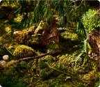 Scenting Stone Pine